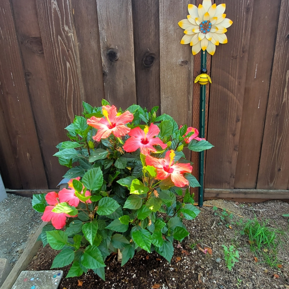 Meet your Posher, Racergirl